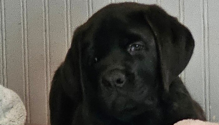 Franklin